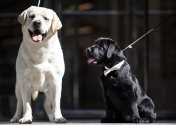 Les immeubles de Sydney ne peuvent maintenant plus interdire les animaux de compagnie