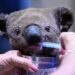 Les photos de koalas en Australie font pleuvoir les dons sur internet