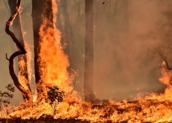Des rescapés des bushfires poursuivent la NSW Environmental Protection Authority en justice
