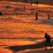 Température record relevée en Australie: 50,7°C