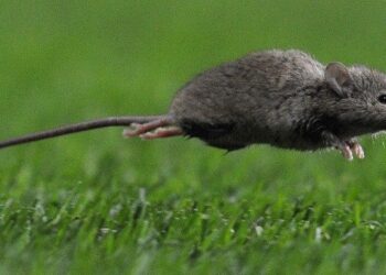 Australie: des souris vivant loin des feux tuées par la fumée