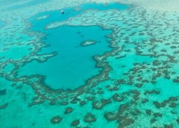 La régénération surprenante de la grande barrière de corail