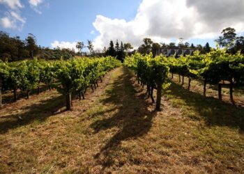 Quels sont les vignobles australiens qui appartiennent aux sociétés chinoises?