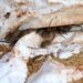 Australie: après les catastrophes climatiques, des fermiers victimes de souris dévastatrices