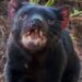 Des diables de Tasmanie réintroduits en Australie continentale, 3.000 ans après