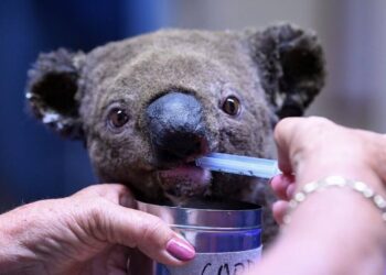 Australia declara los koalas como especie «en peligro» en su costa oriental
