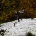 Australie: La neige est arrivée !