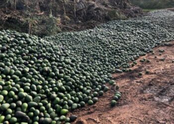 Australie: les agriculteurs se débarrassent de leurs avocats malgré la hausse des prix