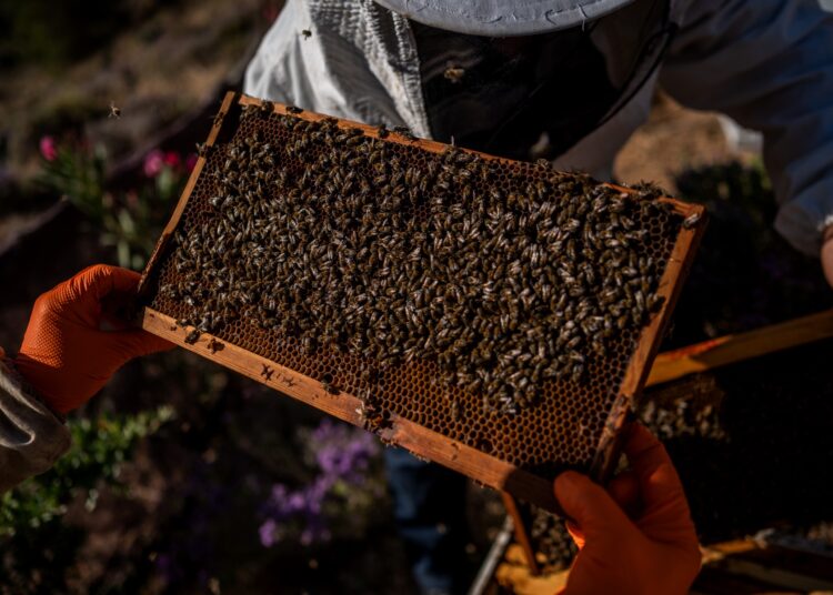 An employee with a mental illness holds a hive of bees at the agricultural farm The Caserma of Herbs run by the Social Cooperative of the Dodecanese Department of Mental Health on Leros island in Greece, on June 8, 2022. - On a hillside overlooking the azure blue waters of Greece's Leros island harbour, a small group of workers in protective gear are busy smoking beehives. But these are not ordinary beekeepers. Some of them are patients from the nearby psychiatric hospital, participating in a two-decade project combining therapy with professional fulfilment. (Photo by Angelos Tzortzinis / AFP)