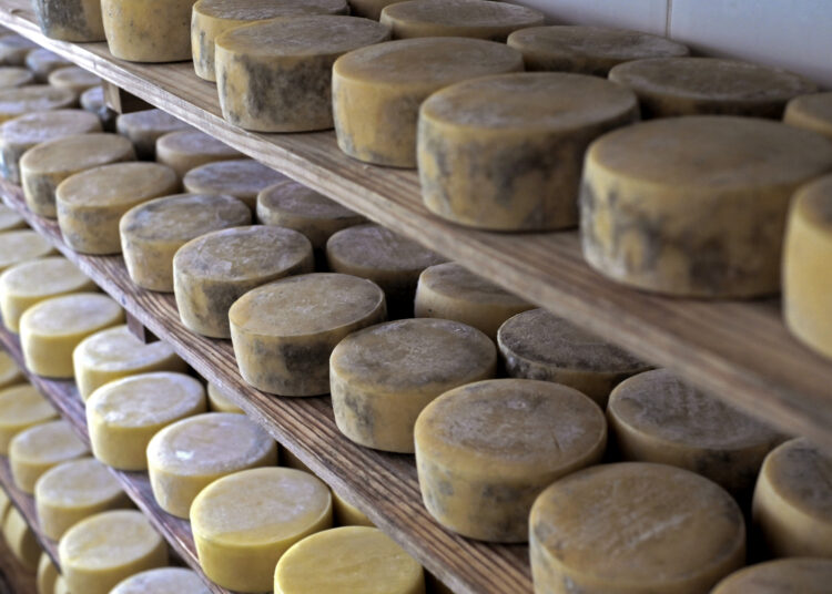 View of Alagoa Fumace cheese stored in Alagoa, southern region of Minas Gerais, Brazil, on December 1, 2021. - 57 Brazilian cheeses won medals at the biennial "Mondial du Fromage" in Tours, France in September. That put unsung Brazil, a country not widely known for its cheese, second only to France on the podium of the world's best. (Photo by DOUGLAS MAGNO / AFP)