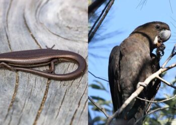 Pourquoi deux nouvelles espèces sont-elles menacées en Australie?