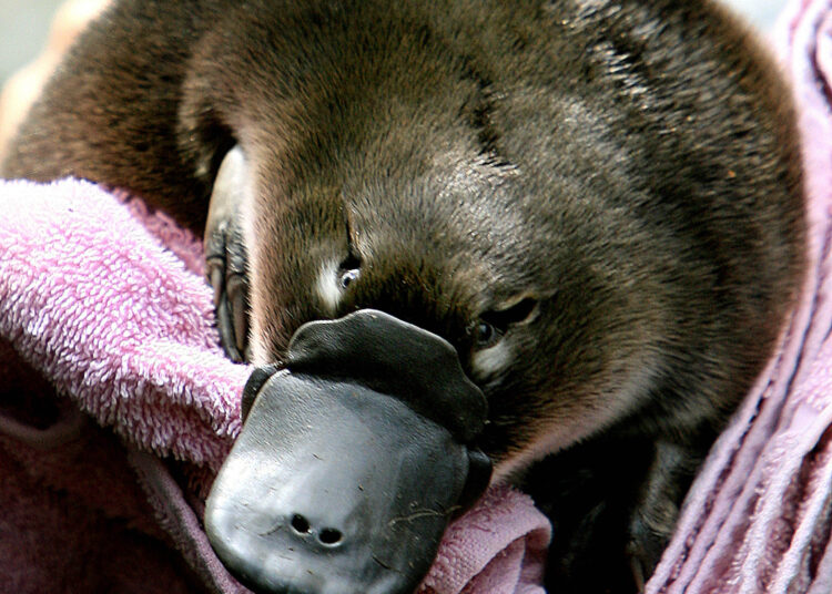 A Platypus baby or "puggle" is held before being transferred back to it's burrow after emerging for the first time on 16 February 2006 at Sydney's Taronga Zoo. After keeping a watchful eye on the breeding female Maryanne via video surveillance, zoo staff suspected the offspring was on its way when she retired to her burrow on 30 September 2005. Although little is known about the birthing process it is thought that once the famale lays her leathery-shelled eggs and incubates them, the youngsters suckle before making an appearance at approximately four months of age. The Platypus, Australia's most unique animal, along with two species of Echidna, are the only living members of an order of animals known as Monotremata, a word derived from the fact that they have only one opening for the elimination of waste and reproduction. AFP PHOTO/Greg WOOD (Photo by GREG WOOD / AFP)