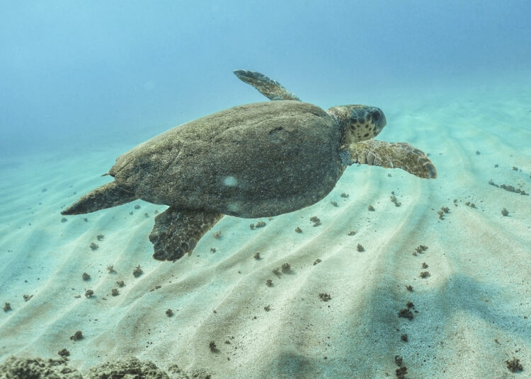 A sea turtle swims some 4 meters underwater off the shore of Lebanon's northern coastal city of Batroun on September 2, 2022. (Photo by Ibrahim CHALHOUB / AFP)