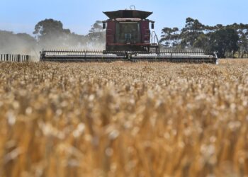 La Chine s&rsquo;apprête à supprimer les droits de douane sur l&rsquo;orge australienne