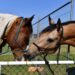 Enquête en Australie après la découverte des restes de 500 chevaux