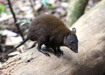 Science : l&rsquo;origine du saut des kangourous éclairée par un petit marsupial