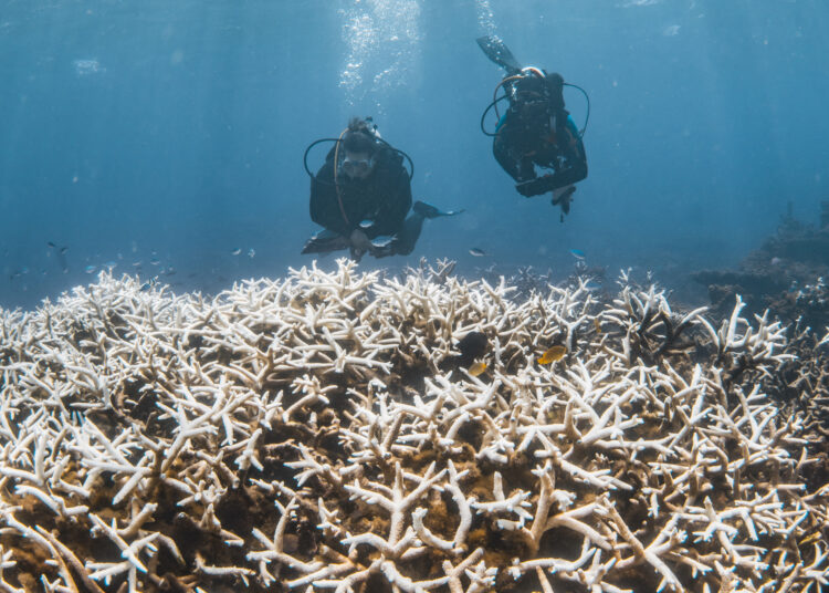 This handout photo taken on March 12, 2025 and released on March 26 by the Minderoo Foundation shows divers inspecting corals impacted by a bleaching event on the Ningaloo Reef off Australia's west coast. Alarming levels of coral bleaching have been recorded off Australia's western coast, scientists said March 26, turning huge chunks of a celebrated reef system a sickly dull white. (Photo by Violeta J Brosig / Minderoo Foundation / AFP) / ----EDITORS NOTE ----RESTRICTED TO EDITORIAL USE MANDATORY CREDIT " AFP PHOTO / MINDEROO FOUNDATION" NO MARKETING NO ADVERTISING CAMPAIGNS - DISTRIBUTED AS A SERVICE TO CLIENTS -