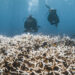 ‘Unprecedented’ mass bleaching drains life from Australian reef