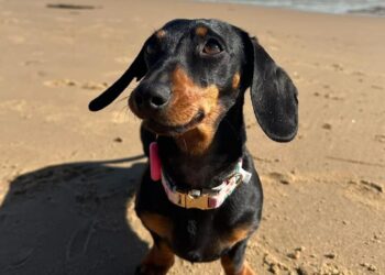 Runaway sausage dog snagged after 529 days on Australian island