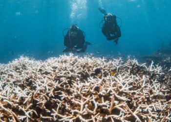 El blanqueamiento de corales bate récord tras récord