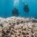 Climat : le blanchissement mondial des coraux bat record sur record