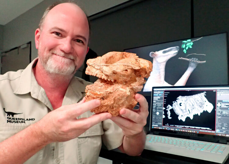 This handout photo taken on April 17, 2025, and released on April 23, 2025 by the University of Wollongong shows Scott Hocknull, a vertebrate palaeontologist and senior curator at the Queensland Museum, holding a Protemnodon skull fossil. Giant prehistoric kangaroos perished when "climate upheaval" turned lush Australian rainforest into desert, scientists said on April 24 after studying ancient fossils with new techniques. Weighing as much as 170 kilograms (375 pounds) -- almost twice as hefty as the chunkiest living kangaroos -- the extinct "Protemnodon" bounded across Australia as many as five million years ago. (Photo by Handout / UNIVERSITY OF WOLLONGONG / AFP) / NO USE AFTER MAY 4, 2025 07:40:46 GMT - NO USE AFTER MAY 4, 2025 07:40:46 GMT - RESTRICTED TO EDITORIAL USE - MANDATORY CREDIT "AFP PHOTO / UNIVERSITY OF WOLLONGONG' - NO MARKETING NO ADVERTISING CAMPAIGNS - DISTRIBUTED AS A SERVICE TO CLIENTS - NO ARCHIVE /