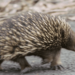 Study sheds light on origin of Australia’s odd echidna