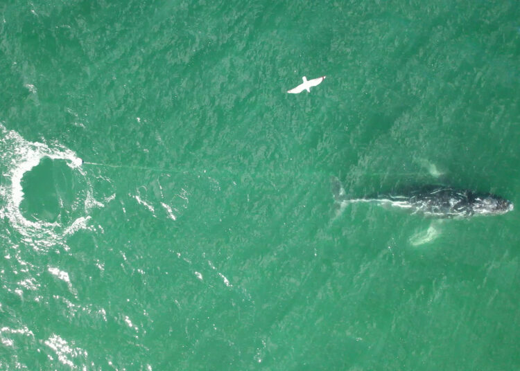 This handout frame grab taken from video footage provided by whale rescue group Organisation for the Rescue and Research of Cetaceans in Australia (ORRCA) on June 9, 2025 shows a distressed humpback whale tangled in a rope swimming south of Sydney Harbour. Wildlife rescue teams scoured Australia's east coast on June 9, to find and free a distressed humpback whale tangled in a rope. (Photo by Handout and Clay Sweetman / ORRCA / AFP) / NO USE AFTER JULY 8, 2025 05:40:59 GMT - NO USE AFTER JULY 8, 2025 05:40:59 GMT - ----EDITOR'S NOTE - RESTRICTED TO EDITORIAL USE - MANDATORY CREDIT "AFP PHOTO / ORRCA / CLAY SWEETMAN - NO MARKETING - NO ADVERTISING CAMPAIGNS - - DISTRIBUTED AS A SERVICE TO CLIENTS - NO ARCHIVES /