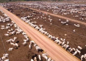 Australie: le secteur de l&rsquo;élevage et de la viande renonce à ses objectifs climatiques