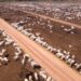 Australie: le secteur de l’élevage et de la viande renonce à ses objectifs climatiques