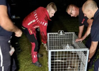 Deux wallabies fugueurs suscitent l’émoi des deux côtés de la frontière franco-belge