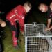 Deux wallabies fugueurs suscitent l’émoi des deux côtés de la frontière franco-belge