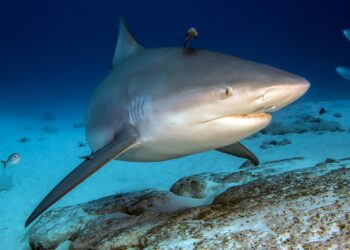 Les requins bouledogues s&rsquo;attardent de plus en plus longtemps sur les plages de Sydney