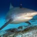 Les requins bouledogues s’attardent de plus en plus longtemps sur les plages de Sydney
