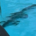 Crocodile lurks in Australian luxury hotel pool