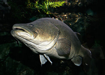 En Australie, l&rsquo;invraisemblable record de nage d&rsquo;une morue