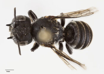 Australie: une nouvelle espèce d&rsquo;abeille baptisée « Lucifer » en raison de ses petites cornes