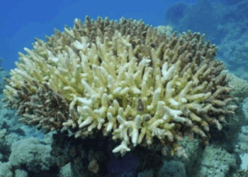 La mitad de los arrecifes de coral del mundo afectados por ola de calor hace una década (estudio)