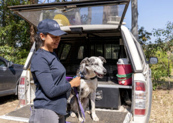 ‘Hero’ Australian dog who saved 100 koalas retires