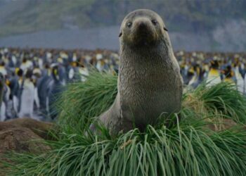 FANS – Cinema Fundraiser: screening of “Nature – The Call for Reconciliation” –  award-winning documentary to Sydney’s North Shore