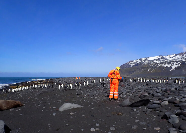 This undated handout photo released by the Australian Antarctic Division on June 18, 2026, shows a wildlife team from the Australian Antarctic Program assessing the site of a mass mortality of southern elephant seals on Heard Island. A pathogenic strain of bird flu killed more than 13,000 elephant seal pups after infecting a breeding colony on a sub-Antarctic volcanic island, Australian scientists said on June 18. Researchers found the remote Heard and McDonald Islands littered with seal carcasses when they arrived on a research expedition in October 2025. (Photo by Julie MCINNES / AUSTRALIAN ANTARCTIC DIVISION / AFP) / ----EDITORS NOTE NO ARCHIVE RESTRICTED TO EDITORIAL USE MANDATORY CREDIT "AFP PHOTO / AUSTRALIAN ANTARCTIC DIVISION / Julie MCINNES NO MARKETING NO ADVERTISING CAMPAIGNS - DISTRIBUTED AS A SERVICE TO CLIENTS