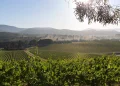 Crise viticole en Australie : des vignes centenaires arrachées, une industrie à genoux