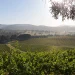 Crisis vitivinícola en Australia: viñas centenarias arrancadas, una industria de rodillas