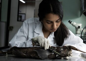 Des chercheurs pensent avoir découvert une nouvelle espèce de requin fantôme